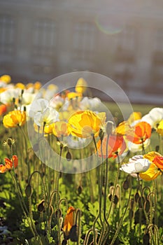 Nature background with poppy flower. Flowers Red orange poppies blossom.