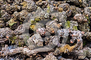 Nature background, pruning grape plant vine branches and roots