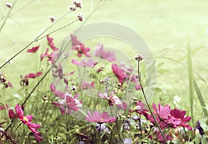 Nature background, purple aster flowers in summeer