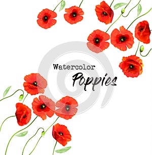 Nature background with a red watercolor poppy flowers.