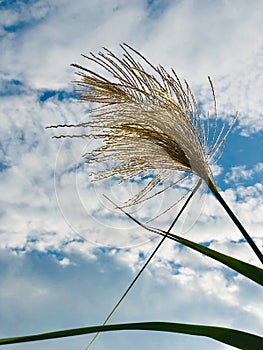 Nature Background Of Reeds Against sky