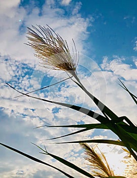 Nature Background Of Reeds Against sky