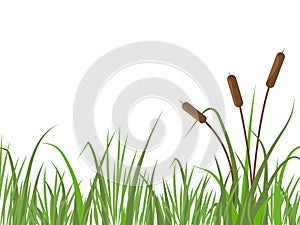 Nature background with reeds and grass. River landscape with plants.