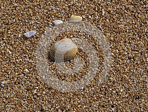 Nature Background of a Scallop Shell on the Beach