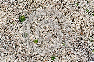 Nature background in shades of cream, white, and pink tinged plant tips, moss, lichen, and tiny green plants