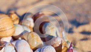 Nature background with shells on a sand