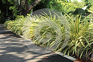 Nature for background [Spider plant Chlorophytum comosum ]