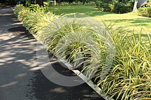 Nature for background [Spider plant Chlorophytum comosum ]