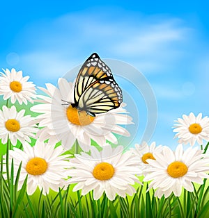 Nature background with spring daisy flower and but