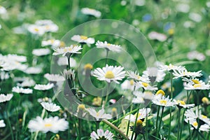 Nature background with springs daisy. Style 80s90s. White marguerite and green grass