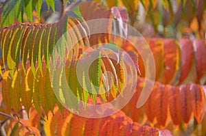 Nature background - staghorn sumac