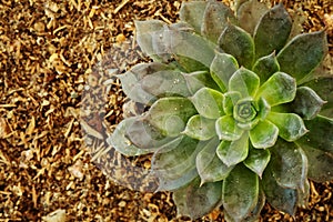 Nature background of succulent Echeveria rosettes or Crassulaceae with gravel