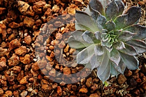Nature background of succulent Echeveria rosettes or Crassulaceae with gravel