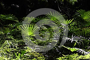 Nature background of sunlight on a temperate rainforest understory of ferns and palms