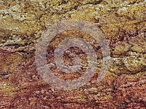 Nature background- texture yellow, orange, red sea stone shell