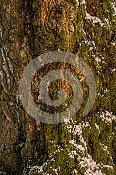 Nature background with tree bark and snow and moss