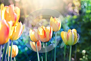 Nature background. Tulips flower in bloom.