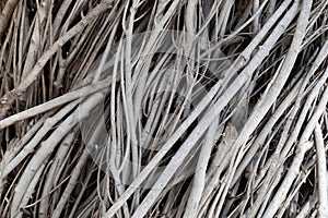 Nature background of twisted and bundled sticks in white gray and black, creative copy space for nature theme