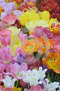 Nature background of vibrant colored spring Tulip flowers