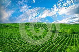 Nature, background,with Vineyard in autumn harvest. Ripe grapes in fall