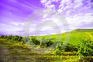 Nature, background,with Vineyard in autumn harvest. Ripe grapes in fall