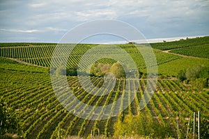 Nature, background,with Vineyard in autumn harvest. Ripe grapes in fall