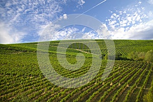 Nature, background,with Vineyard in autumn harvest. Ripe grapes in fall