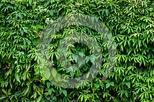 Nature background of wall of green vine covered wall, assorted vine plants