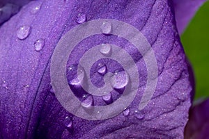 Nature background with water droplets on purple flower petal