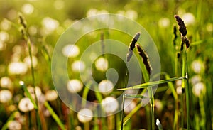 Nature background. White dandelions and grass in the sunlight close-up. Green grass close-up against the setting sun. Nature in