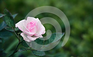 Nature background with white pink flower rose