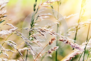 Nature background with wild grass