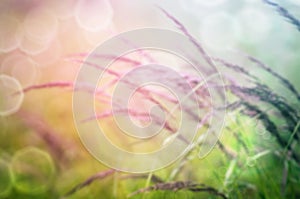 Nature background with wild grass