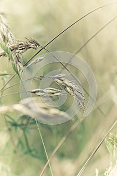 Nature background with wildgrass under sunlight. Selective focus photo