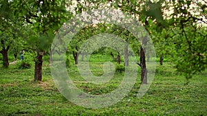 Nature background in windy weather. Beautiful green garden in summer.