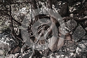 Nature background wood texture