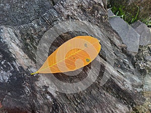 Leaf fall on the wood