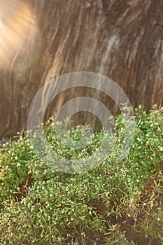 Nature background with wooden bark, green plant leaves and sunlight