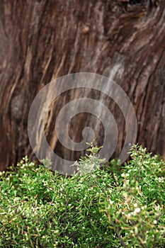 Nature background with wooden tree bark and green plant leaves