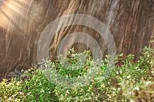 Nature background with wooden tree bark, plant leaves and sunlight