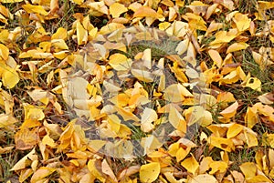 Abstract background of yellow autumn leaves on the grass