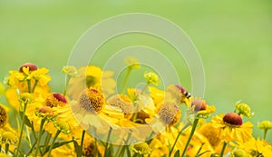 Nature Background with Yellow Helenium flowers