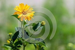 Nature background. Yellow marigold flower close up