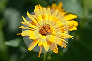 Nature background. Yellow marigold flower close up