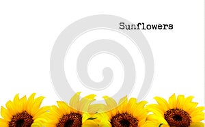 Nature Background With Yellow Sunflowers