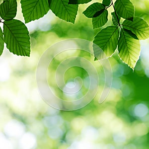 Nature background from young green beech leaves