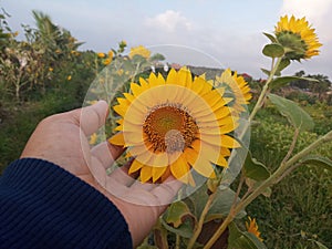 Nature background of young woman hand holds touches the sunflower blossom in the garden. Blue sky over fresh tropical flower