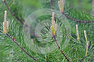 Nature backgrounds - detail photo of conifer photo