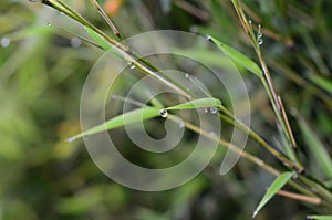 Nature backgrounds, plant, tree, naturaleza photo