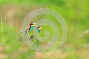 Nature backgrounds - photo of two colorful bee eaters